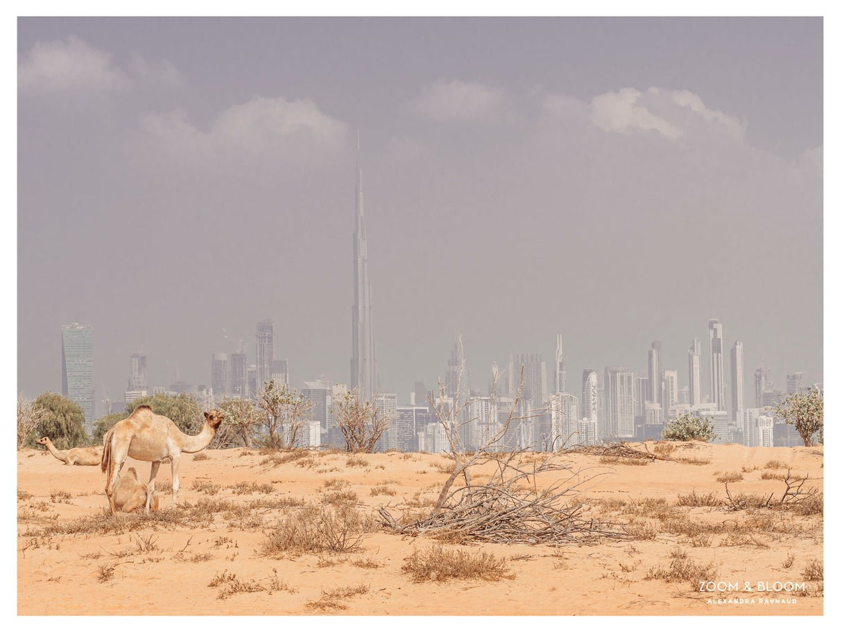 urban desert - Urban Nest