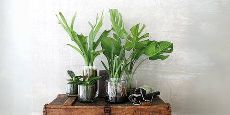 The healing nature of Biophilia in design - Urban nest