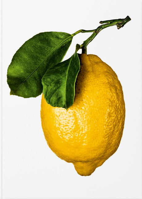 Book: the gourmand's lemon - a collection of stories and recipes - Urban Nest