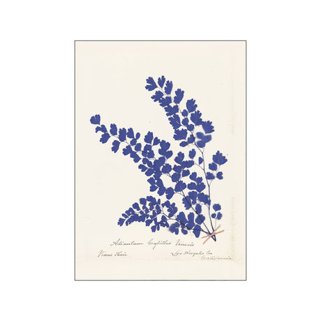 Wild apple | Botanical fern III blue - Urban Nest